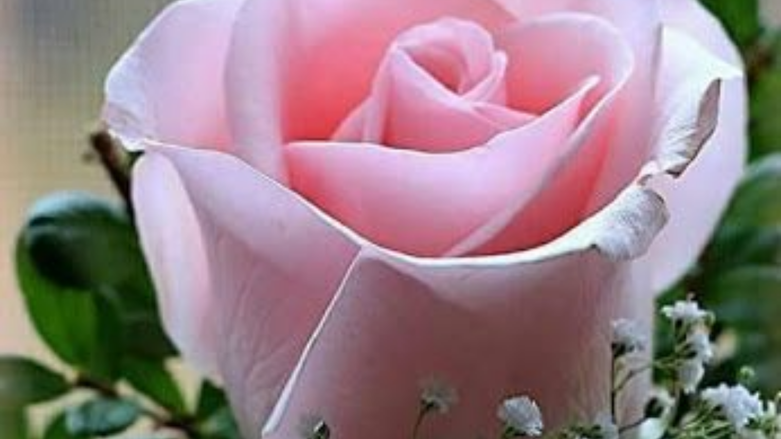 FLORES PARA FUNERALES
LES LLEVAMOS SUS FLORES A TODOS LOS VELATORIOS DE LA ZONA NORTE DE CÁCERES
LAS HURDES, SIERRA DE GATA, ALCÁNTARA, ZARZA LA MAYOR ETC. SIN CARGO ALGUNO
ENCARGOS PARA FLORES PARA FUNERAL EN EL TELÉFONO 927-516037  LAS 24 HORAS.