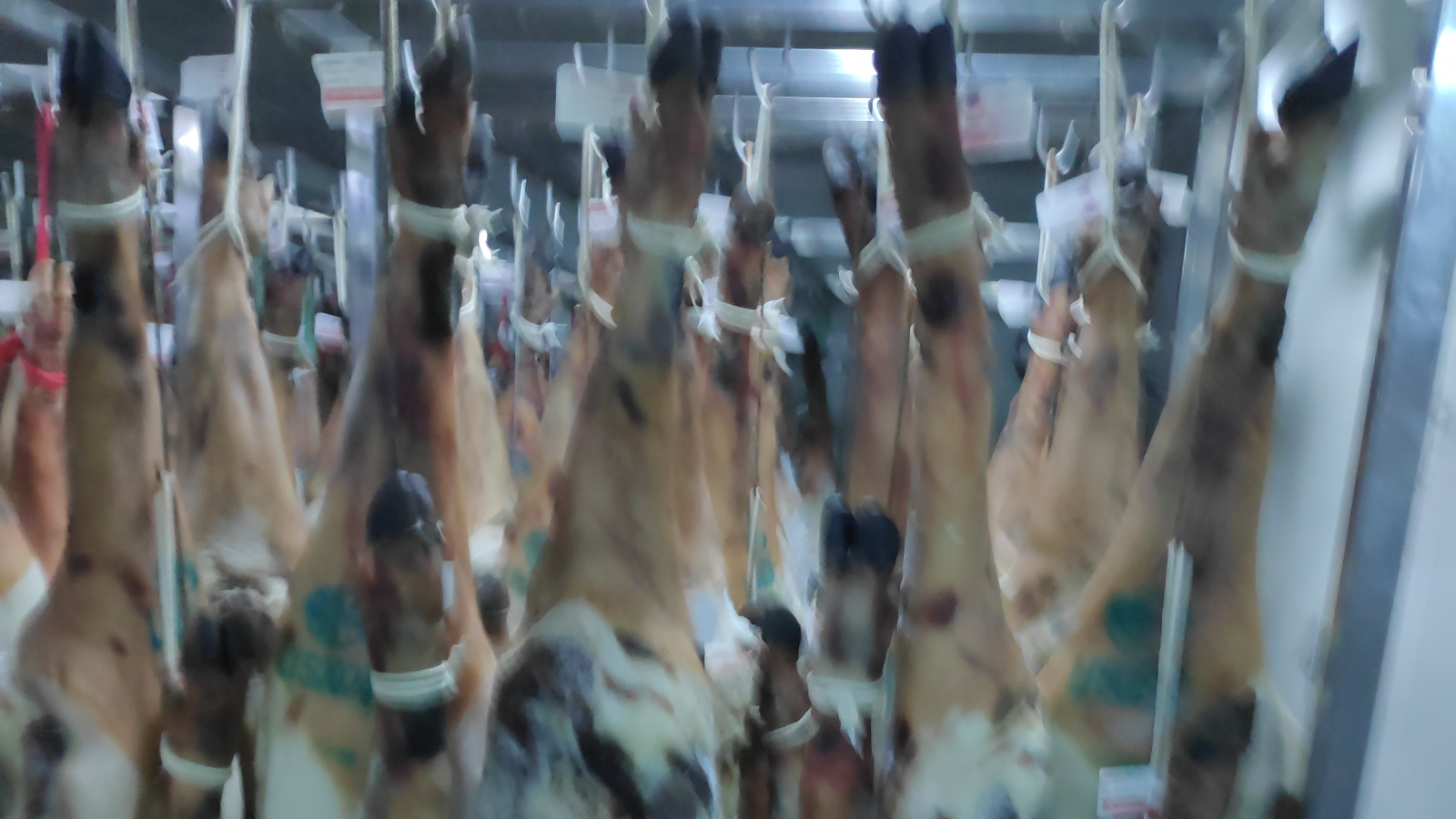 Nuestras secaderos de jamones y paletas