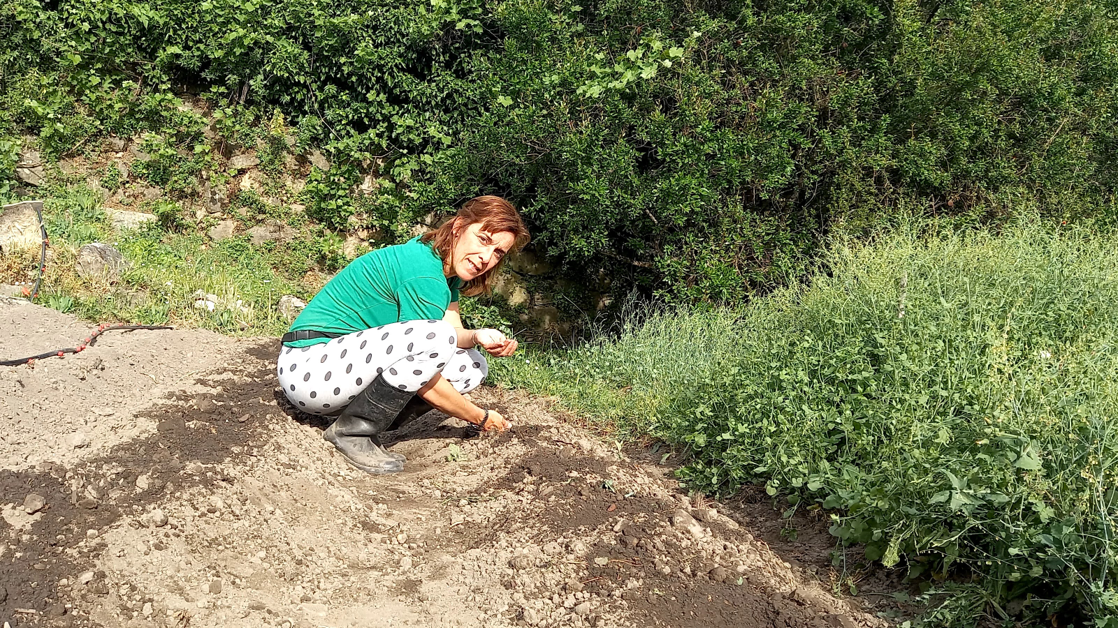 Plantando semillas ecológicas para elaborar nuestras mermeladas y conservas vegetales.