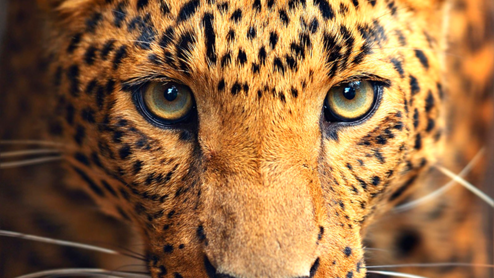 Enrollables estampados animales