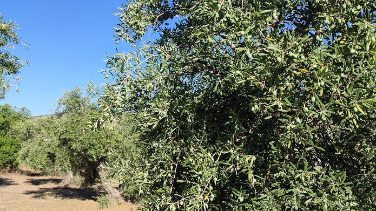 Orígenes de nuestra tradición: el alma del AOVE desde nuestras tierras.
