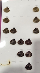 COLOR TOUCH  33-06  COLORACIÓN SEMIPERMANENTE TUBO DE 60 GRS.